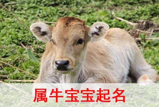 2021牛年寶寶起名取名宜用字都有哪些？